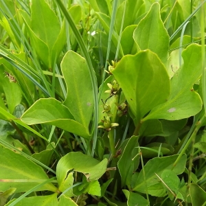 Photographie n°804204 du taxon Menyanthes trifoliata L. [1753]