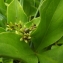  Florent Beck - Menyanthes trifoliata L. [1753]