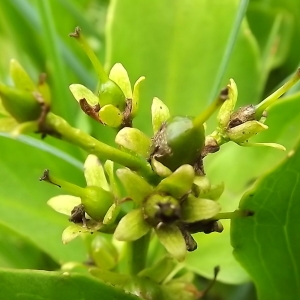 Photographie n°804206 du taxon Menyanthes trifoliata L. [1753]