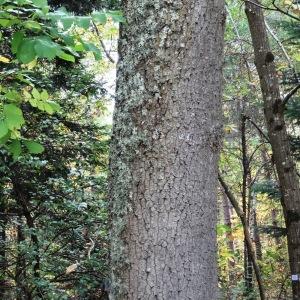 Photographie n°804383 du taxon Quercus robur L. [1753]