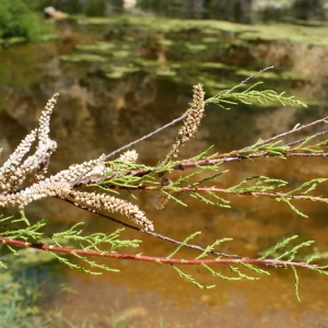 Photographie n°804559 du taxon Tamarix africana Poir. [1789]