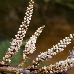 Photographie n°804562 du taxon Tamarix africana Poir. [1789]