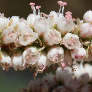 Photographie n°804564 du taxon Tamarix africana Poir. [1789]