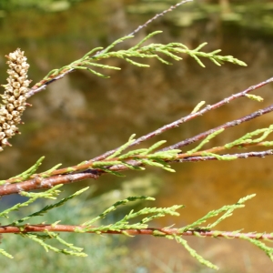 Photographie n°804568 du taxon Tamarix africana Poir. [1789]