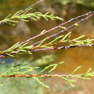 Photographie n°804575 du taxon Tamarix africana Poir. [1789]