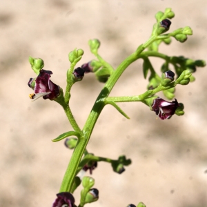 Scrophularia frutescens L.