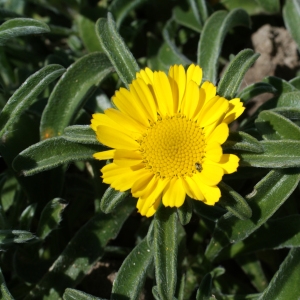 Photographie n°804630 du taxon Asteriscus maritimus (L.) Less. [1832]