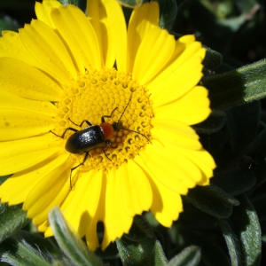 Photographie n°804631 du taxon Asteriscus maritimus (L.) Less. [1832]