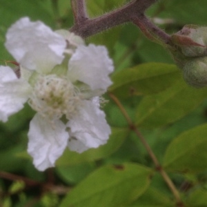 Photographie n°805173 du taxon Rubus L. [1753]