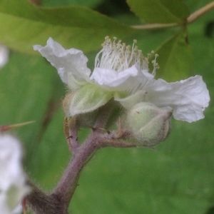 Photographie n°805174 du taxon Rubus L. [1753]