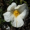  Liliane Roubaudi - Cistus ladanifer subsp. sulcatus (Demoly) P.Monts. [1991]