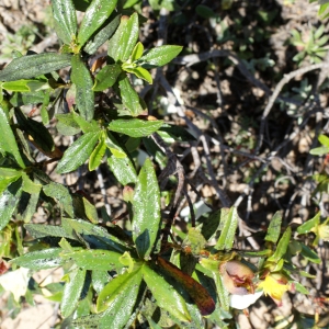 Photographie n°805363 du taxon Cistus ladanifer subsp. sulcatus (Demoly) P.Monts. [1991]