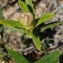  Liliane Roubaudi - Cistus ladanifer subsp. sulcatus (Demoly) P.Monts. [1991]