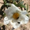  Liliane Roubaudi - Cistus ladanifer subsp. sulcatus (Demoly) P.Monts. [1991]