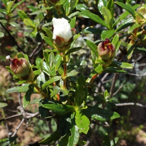 Photographie n°805368 du taxon Cistus ladanifer subsp. sulcatus (Demoly) P.Monts. [1991]