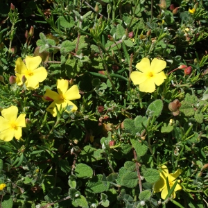 Photographie n°805374 du taxon Halimium calycinum Koch [1853]