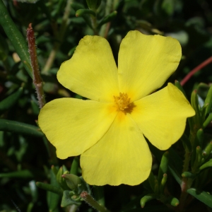 Photographie n°805377 du taxon Halimium calycinum Koch [1853]