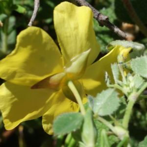 Photographie n°805378 du taxon Halimium calycinum Koch [1853]