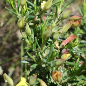 Photographie n°805385 du taxon Halimium calycinum Koch [1853]