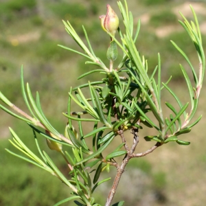 Photographie n°805393 du taxon Halimium calycinum Koch [1853]