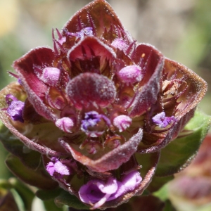 Thymus camphoratus Hoffmanns. & Link