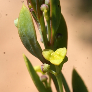 Osyris lanceolata Hochst. & Steud.