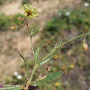 Photographie n°805571 du taxon Tuberaria guttata (L.) Fourr. [1868]