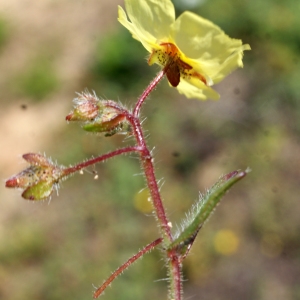 Photographie n°805575 du taxon Tuberaria guttata (L.) Fourr. [1868]