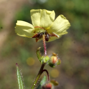 Photographie n°805576 du taxon Tuberaria guttata (L.) Fourr. [1868]
