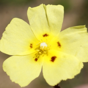 Photographie n°805577 du taxon Tuberaria guttata (L.) Fourr. [1868]