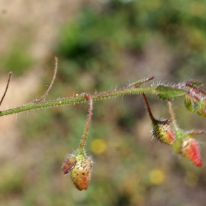 Photographie n°805580 du taxon Tuberaria guttata (L.) Fourr. [1868]