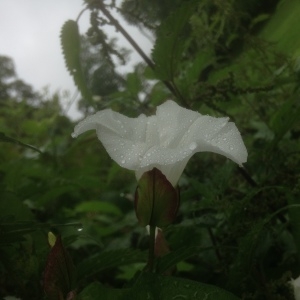 Photographie n°805799 du taxon Convolvulus sepium L. [1753]