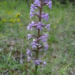 Photographie n°805835 du taxon Gymnadenia conopsea (L.) R.Br.