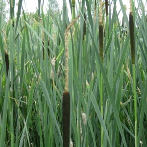 Photographie n°805852 du taxon Typha angustifolia L.