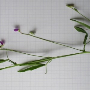 Photographie n°805861 du taxon Lathyrus hirsutus L.