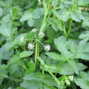 Photographie n°805874 du taxon Apium nodiflorum (L.) Lag.