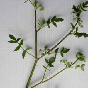 Photographie n°805875 du taxon Apium nodiflorum (L.) Lag.