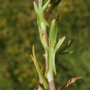 Photographie n°806195 du taxon Cotula coronopifolia L. [1753]