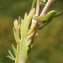  Liliane Roubaudi - Cotula coronopifolia L. [1753]