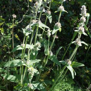 Photographie n°806230 du taxon Stachys germanica L. [1753]