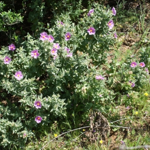 Photographie n°806272 du taxon Cistus albidus L. [1753]