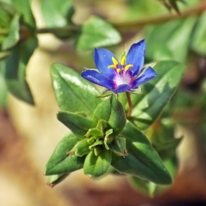 Photographie n°806461 du taxon Lysimachia arvensis (L.) U.Manns & Anderb. [2009]