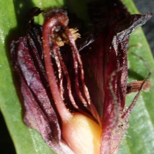 Orobanche foetida Poir.