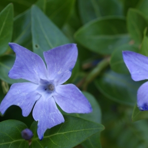 Photographie n°806480 du taxon Vinca difformis Pourr. [1788]