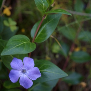 Photographie n°806495 du taxon Vinca difformis Pourr. [1788]