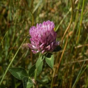 Photographie n°806614 du taxon Trifolium pratense L. [1753]