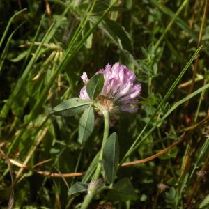 Photographie n°806615 du taxon Trifolium pratense L. [1753]