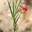  Liliane Roubaudi - Lathyrus sphaericus Retz. [1783]