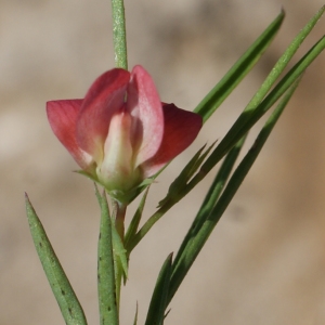 Photographie n°806986 du taxon Lathyrus sphaericus Retz. [1783]