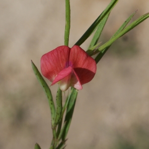 Photographie n°806992 du taxon Lathyrus sphaericus Retz. [1783]